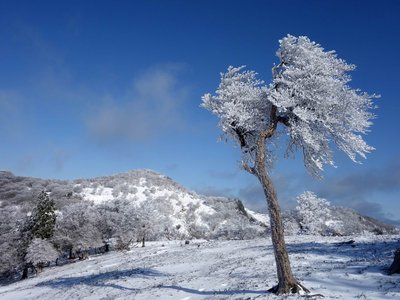 DSC00734.JPG (247.66 KiB) 閲覧された回数 5750 回 ヒキウス劇場の支配人の木がお出迎え