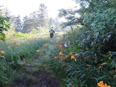 20180721 (3).JPG (151.12 KiB) 閲覧された回数 19992 回 仙人峠を越えるとニッコウキスゲロード!