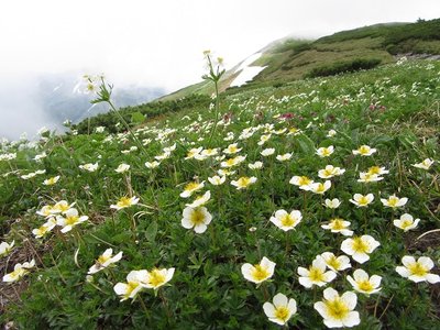 20180721 (30).JPG (163.76 KiB) 閲覧された回数 20118 回 チングルマやハクサンイチゲの群生に笑いが止まらない(^.^)