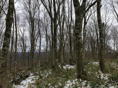 IMG_7541.jpg (838.36 KiB) 閲覧された回数 8169 回 ブナ林