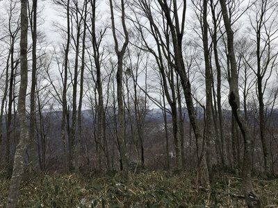 IMG_7562.JPG (4.74 MiB) 閲覧された回数 8169 回 樹林の向こうは上谷山