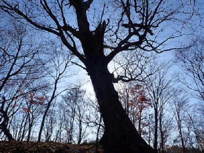 ナンノキ.jpg (149.39 KiB) 閲覧された回数 6472 回 ナンノキ。葉っぱがあるときに来ればナンノキかすぐわかります