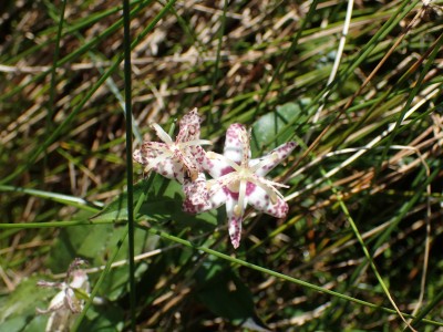 P9100112.JPG (2.8 MiB) 閲覧された回数 3817 回 ホトトギス