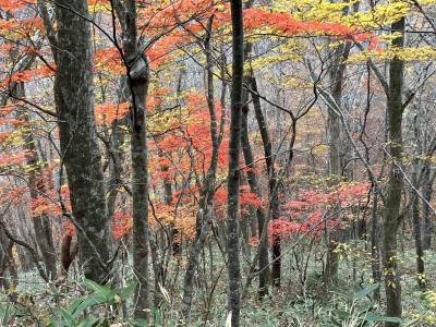 紅葉.jpg (848.83 KiB) 閲覧された回数 7713 回 駐車場近くの紅葉