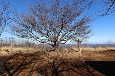 シンボルツリー.jpg (627.18 KiB) 閲覧された回数 5951 回 頂上にあるシンボル的な木(何だろう?)