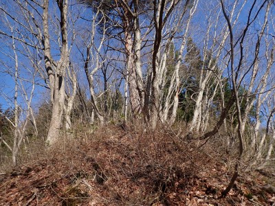 薮.jpg (865.5 KiB) 閲覧された回数 12175 回 取り付きは藪