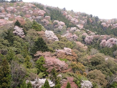 相津越の山桜