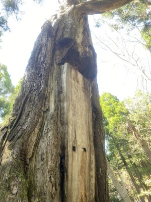 IMG_2465.jpeg (177.55 KiB) 閲覧された回数 13418 回 光砥山の南ca910の東のフチで