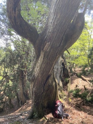 IMG_2462.jpeg (204.27 KiB) 閲覧された回数 13008 回 ど〜ん。光砥山へ登る尾根で。