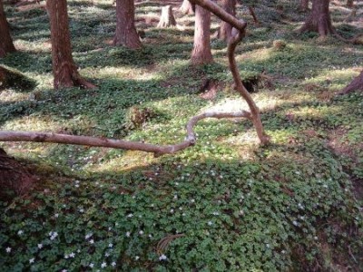 バイカオウレン群生s.jpg (62.23 KiB) 閲覧された回数 706 回 群生地