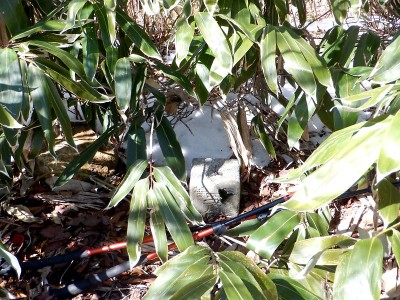 △1251鮭ヶ洞三角点