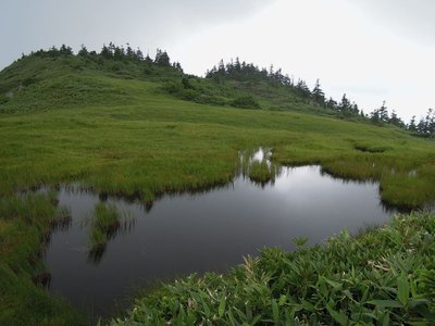 藪の先にある湿原